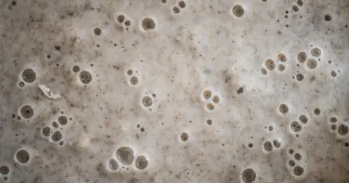 The Life Within: Bacteria, Yeast, and Time